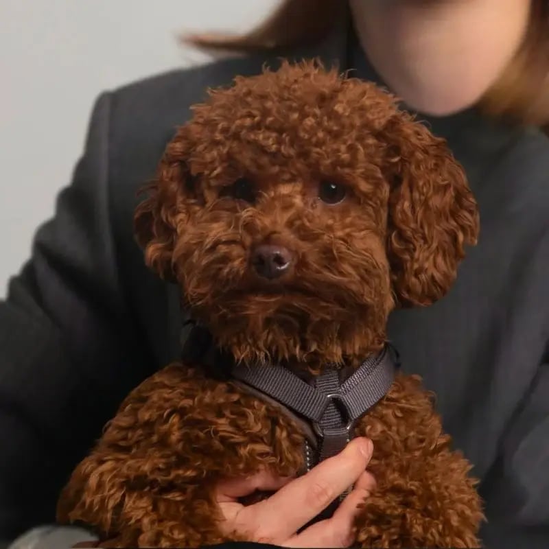 Carla, brauner Zwergpudel und Wohlfühlmanagerin im Team von Tante Thea.